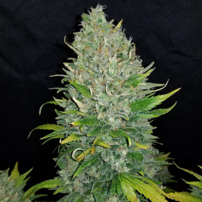 Fast Buds Z Auto