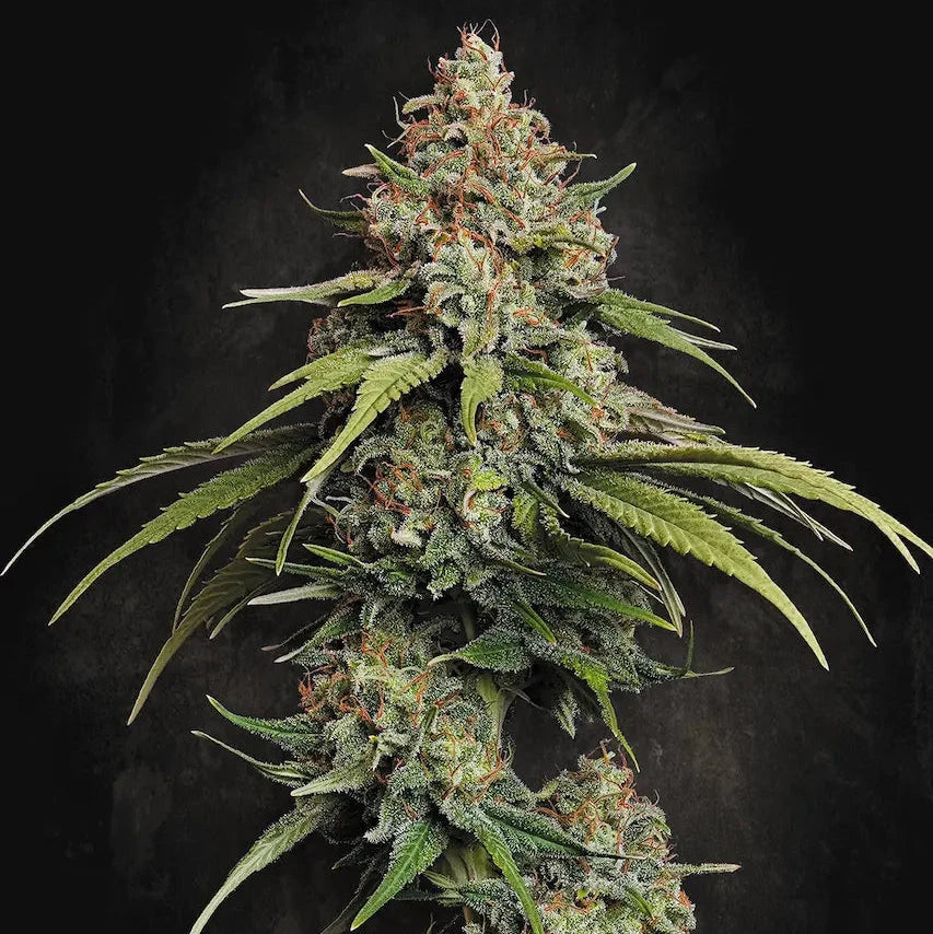 L.A. Amnesia