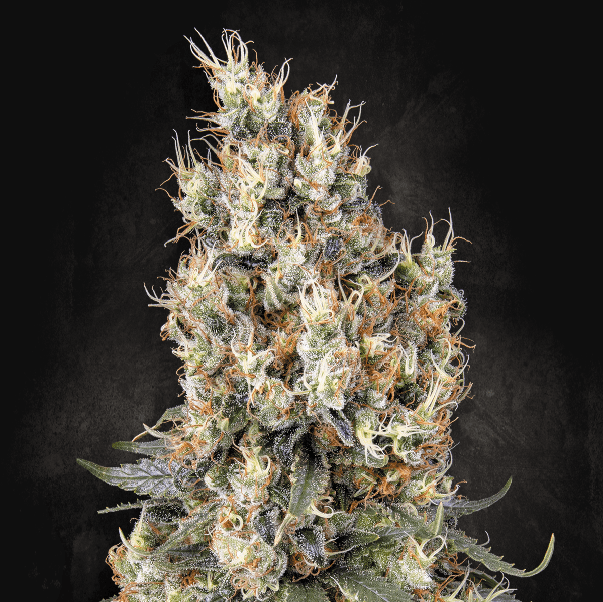 Mendocino Skunk