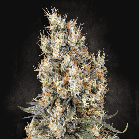Mendocino Skunk
