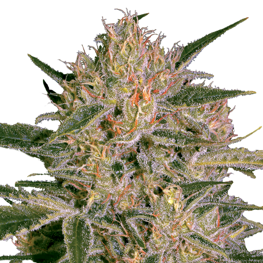 Nebula II CBD
