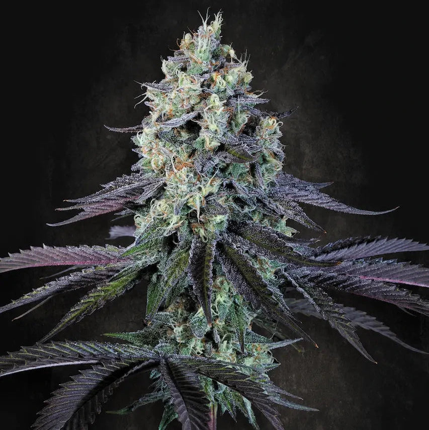 Purple Mints