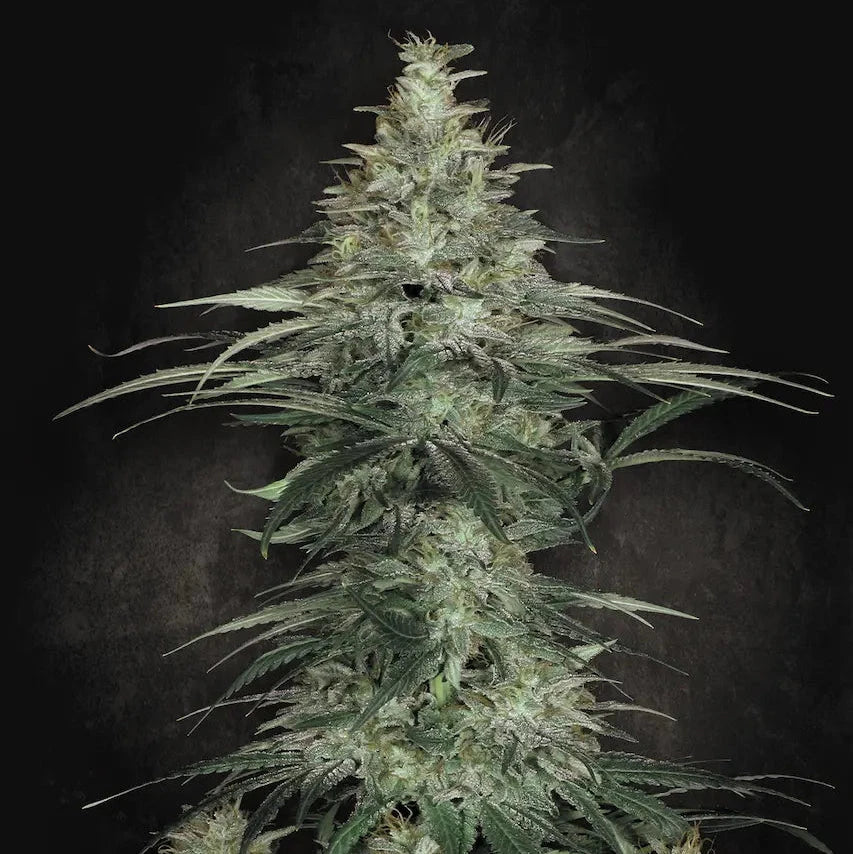 Sensi Star