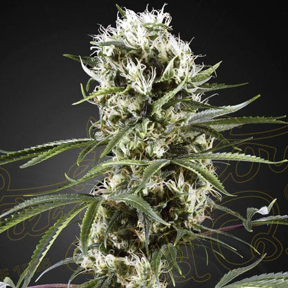 Super Lemon Haze