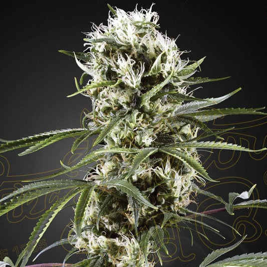 Super Lemon Haze