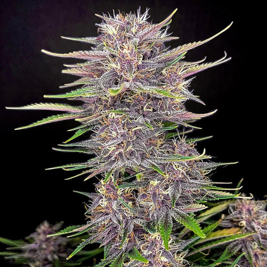 Banana Purple Punch Auto