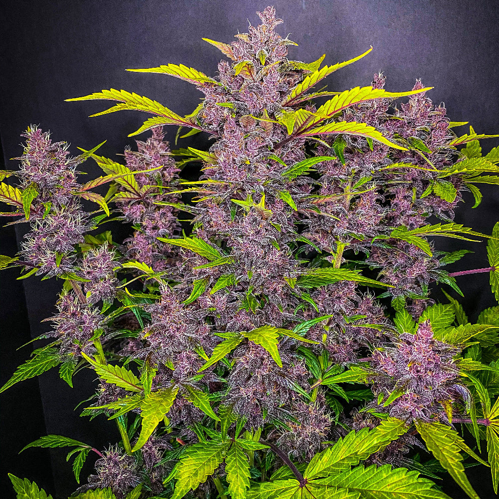 Blackberry Auto