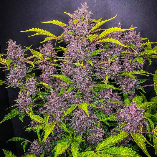 Blackberry Auto