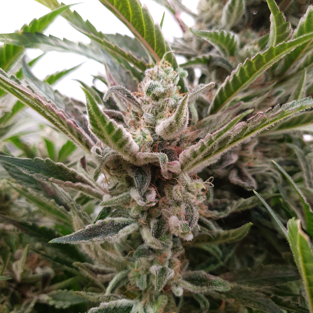 Bruce Banner Auto FB