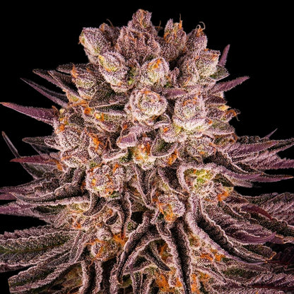 Barney's Farm Mimosa x Orange Punch