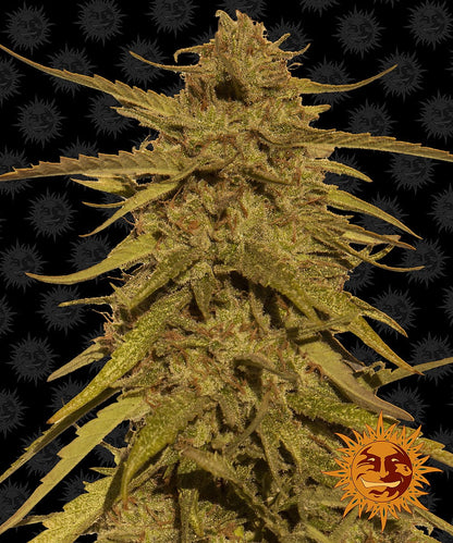 Pineapple Haze Regular