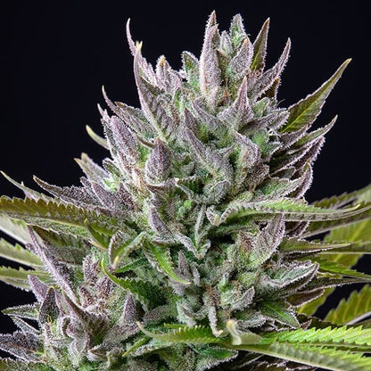 Triple G Royal Queen Seeds