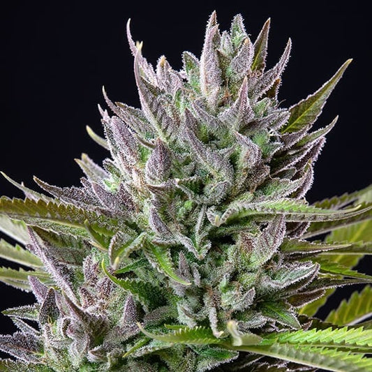 Triple G Royal Queen Seeds