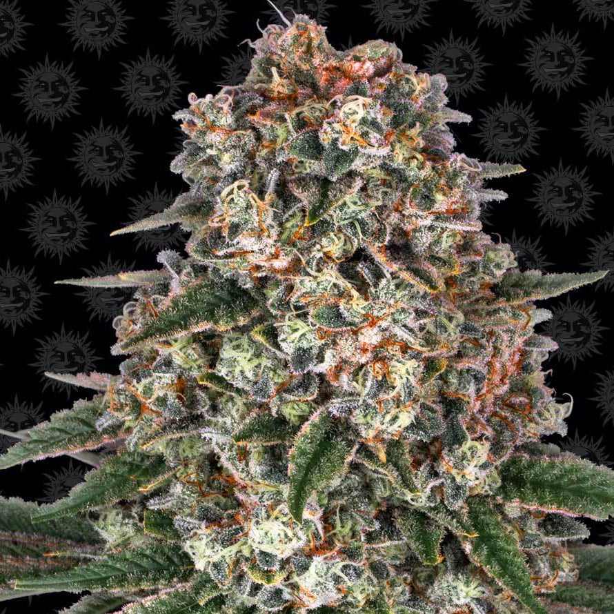 Barney's Farm Tropicanna Banana