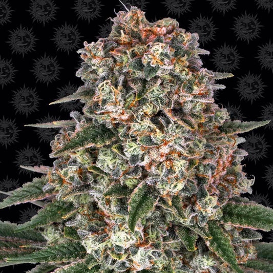 Barney's Farm Tropicanna Banana